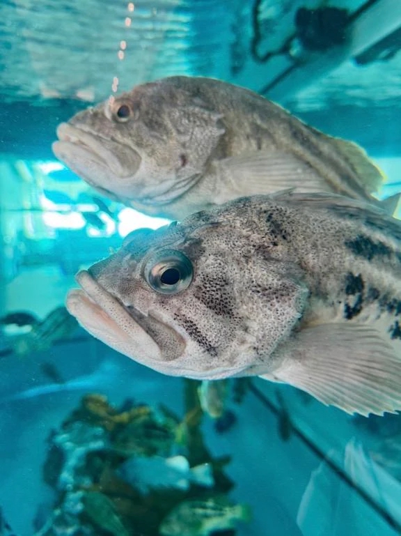4/26 水族館の魚たち