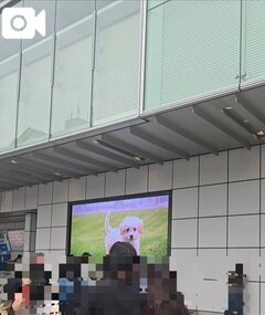 バスタの犬