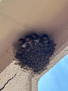 ツバメの季節到来