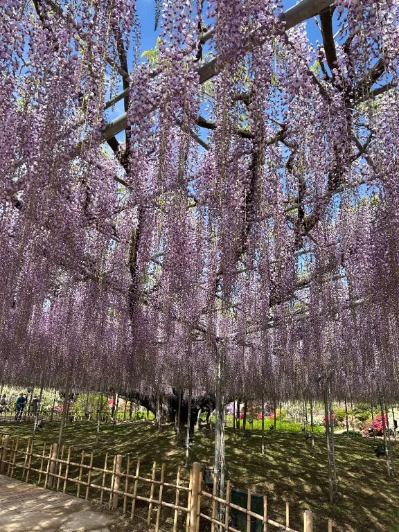 お花の季節ですね🌼