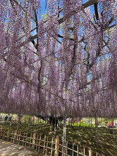 お花の季節ですね🌼